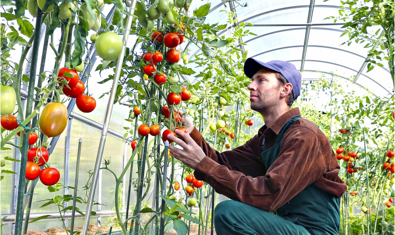 man picking tomatoes